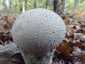 Változékony pöfeteg (Lycoperdon excipuliforme), Somogy